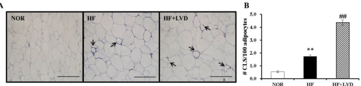 Figure  5.  Vitamin  D  insufficiency  decreases  mRNA  expression  and  activity  of  SIRT1  and  AMPK 
