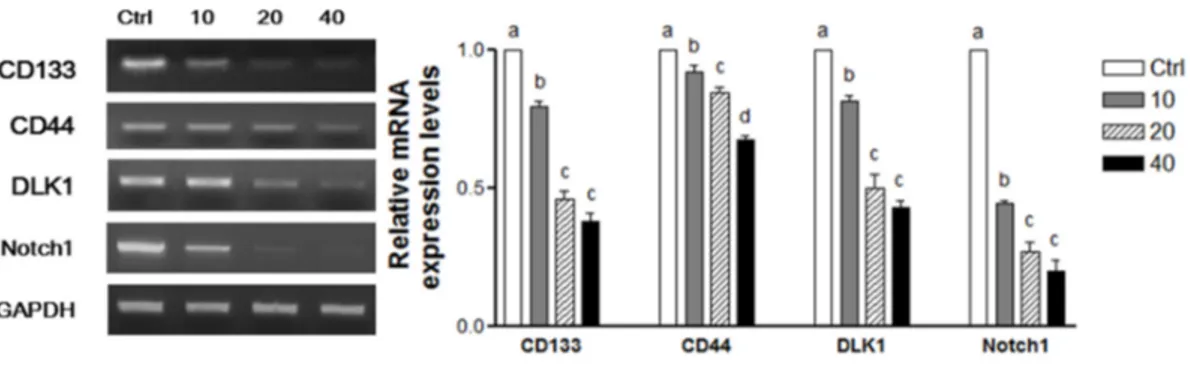 Figure  6.  WPE  down‐regulates  CD133,  CD44,  DLK1,  and  Notch1  in  human  primary  cells  from 