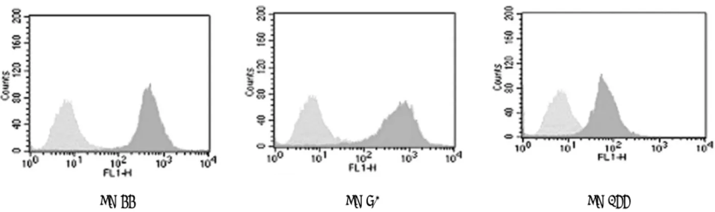 Fig. 2. FACS analysis of cultured human dental papilla-derived cells. The gray histograms represent the fluorescence intensity of the cells with negative control mouse IgG-FITC