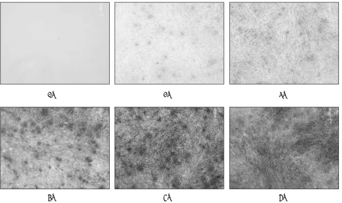 Fig. 7. Von Kossa staining for mineralized nodule formation in dental papilla-derived cells cultures at sequential time points
