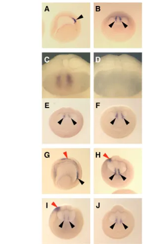 Fig. 7. Bilateral expression of XNR1 is not affected by XCR2 MO injection. (A-C) Normal expression pattern of XNR1 in the posterior archenteron roof at stage 15 as determined by in situ hybridization using uninjected embryos