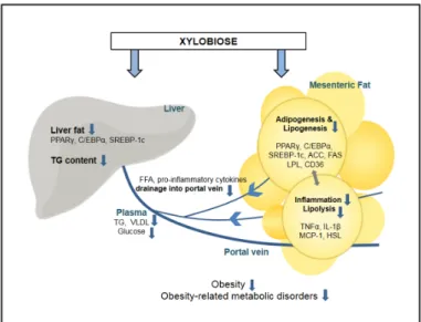 Figure 5. Proposed mechanism of xylobiose-regulated metabolic changes in obesity. Xylobiose 