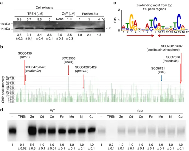 Figure 1 | The abundance of Zur and its genome-wide binding in S. coelicolor. (a) Analytical western blot analysis of Zur