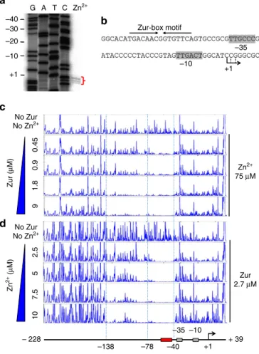 Figure 4 | Footprinting analysis of Zur binding to the zitB promoter region. (a) Determination of the zitB TSS by high-resolution S1 mapping