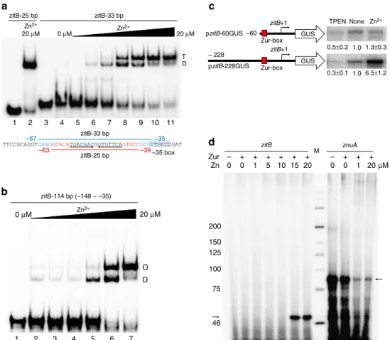 Figure 5 | Zinc-dependent formation of multimeric Zur-zitB DNA complexes in vitro and the contribution of Zur-box upstream region on zitB activation in vivo