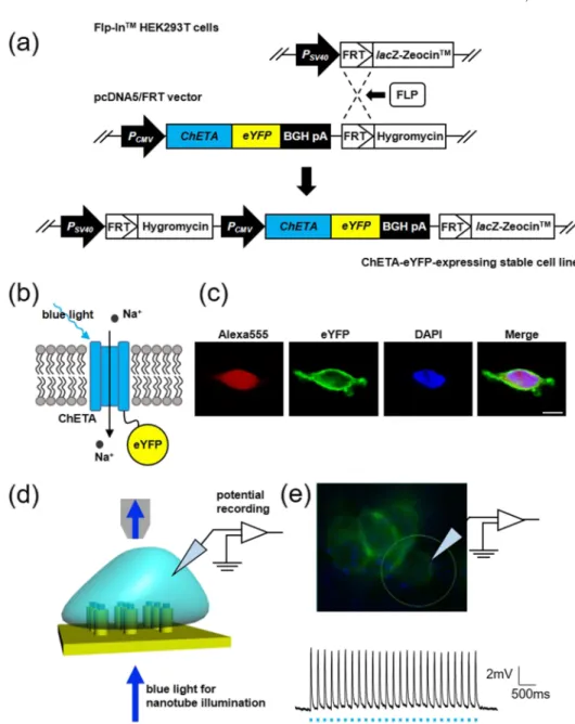 FIG. 6. Optogenetic stimulation. (a) Scheme for preparation of stable HEK293 cells expressing ChETA-eYFP