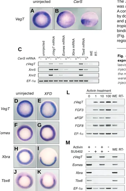 Fig. 4. Nodal signaling, but not FGF signaling, is necessary for expression of zygotic VegT
