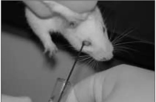 Fig. 1. Blood sampling via celiac axis. Fig. 2. Blood sampling via infraorbital venous plexus.