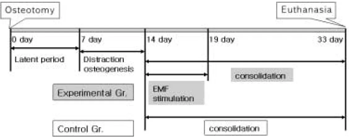 Fig. 1. Time table of distraction osteogenesis and stimulation using pEMF.