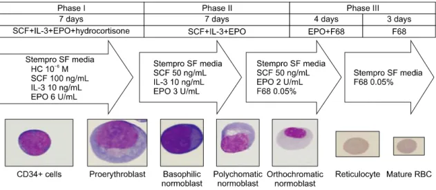 Fig.  2.  Protocol  of  RBC  production  from  cord  blood-derived  CD34+  cells. 