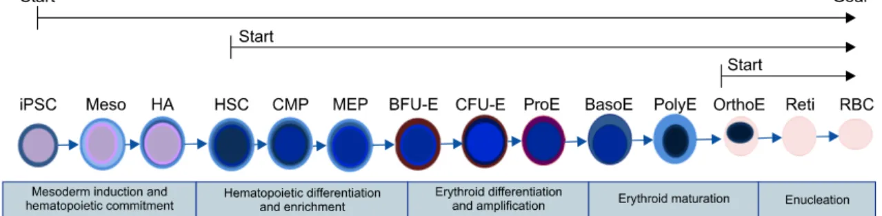 Fig.  3.  Diagram  representing  feeder-free  and  serum-free  erythroid  differentiation  of  human  pluripotent  stem  cells.