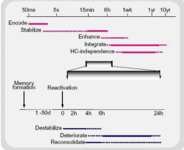 그림  1.  Time  course  of  memory  processes.  (Top)  Memory  formation  and  consolidation  – after  the  initial  rapid  encoding  of  a  sensory  experience,  the  neural  representation  of  the  memory  can  go  through  a  number  of  automatic  proce