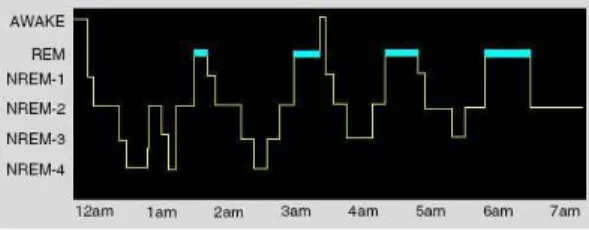 그림  2.  The  human  sleep  cycle —-across  the  night,  NREM  and  REM  sleep  cycle  every  90  min  in  an  ultradian  manner,  while  the  ratio  of  NREM  to  REM  sleep  shifts