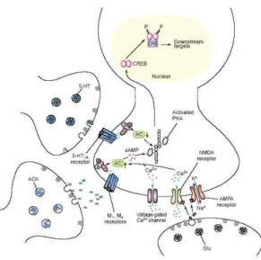 그림  3.  A  possible  molecular  model  for  the  influence  of  REM  sleep  on  the  protein  kinase  A  signaling  pathway  and  hippocampus-dependent  long-term  memory