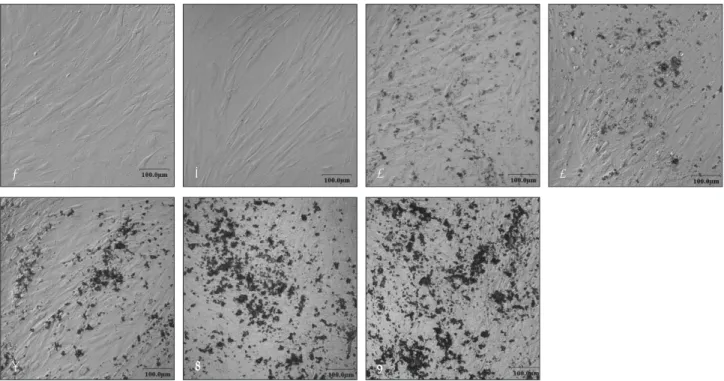 Fig. 1. FACS analysis of cultured human periosteal-derived cells. The gray histograms represent the fluorescence intensity of the cells with negative control mouse IgG-FITC