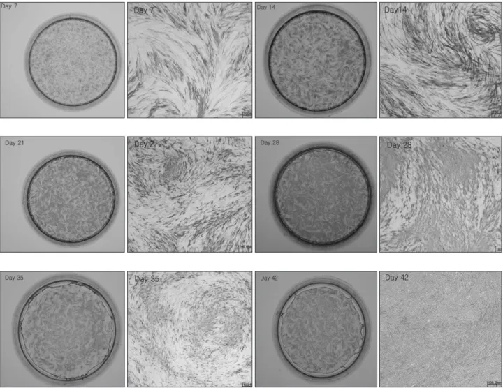 Fig. 3. Histochemical expression of ALP. Periosteal-derived cells stained blue represent positive ALP activity