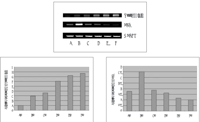 Fig. 5. Von Kossa staining for mineralized nodule formation in periosteal-derived cells cultures at sequential time points