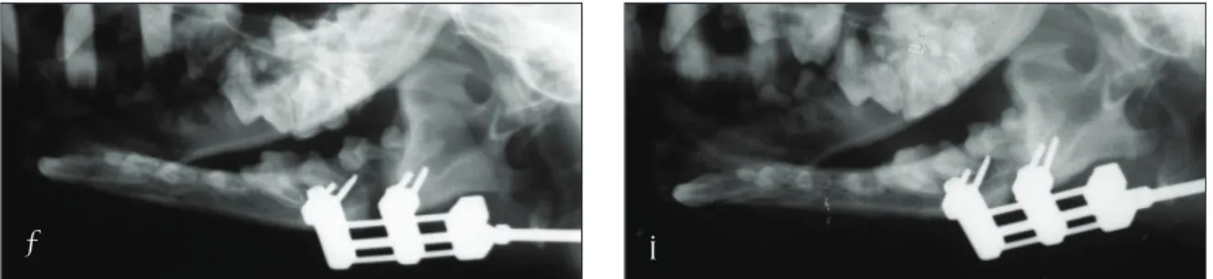 Fig. 2. Expression of VEGF in the distracted periosteum. (A) Control. VEGF was expressed only in the endothelial cells (arrow) (original magnification ×200)