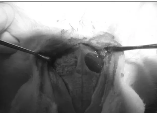 Fig. 2. Venous blood was obtained from caudal auricular vein of rabbit.