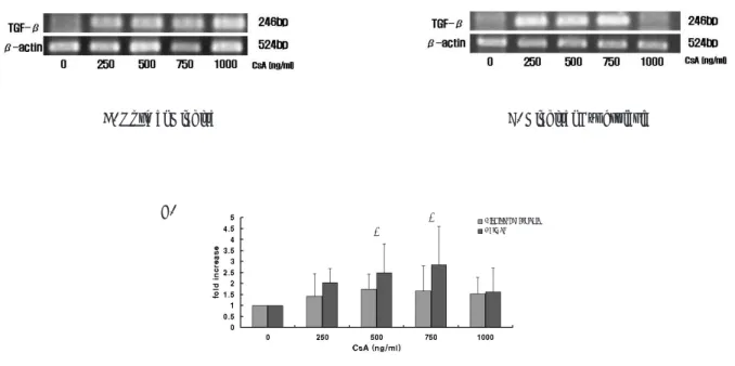 Fig. 3. Effect of CsA on production of TGF-β1 by human gingival fibroblasts. Total mRNA was isolated and cDNA was synthesized by reverse transcriptase