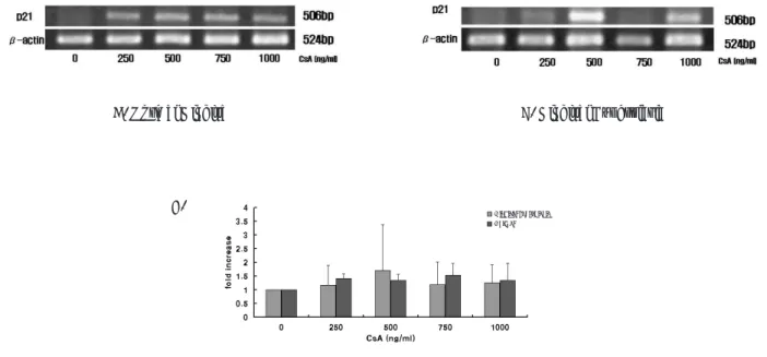 Fig. 4. Effect of CsA on production of p21 by human gingival fibroblasts. Total mRNA was isolated and cDNA was synthesized by reverse transcriptase