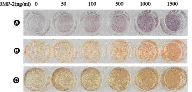Fig. 3. Ligamentum flavum cell culture with various dose of BMP-2 showed dose dependent increase of reactivity with (A) alkaline
