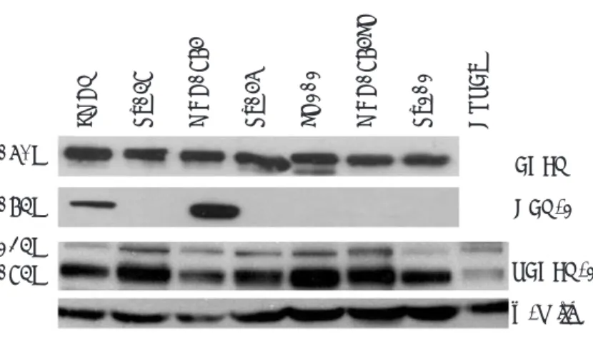 Fig. 1. EGFR, HER-2, and VEGFR-2 expression in human oral squamous cell carcinoma cell lines.