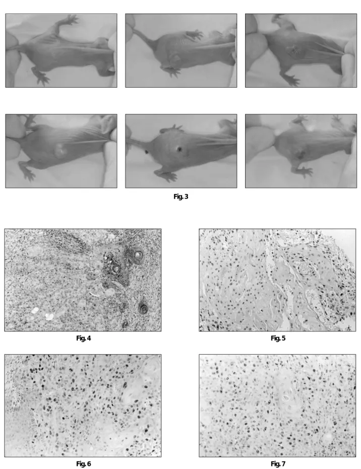 Fig. 4 Fig. 5