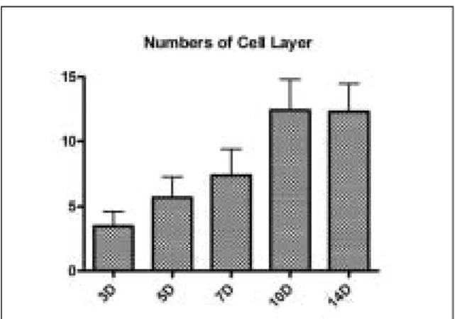 Fig. 4. The  change  of  epithelial  cell  layers  cultured  on acellular dermal matrix in differnt time of culture (3, 5, 7, 10 and 14 days: n=40).