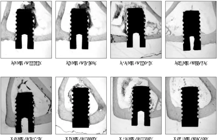Fig. 3. Histomorphometric analysis