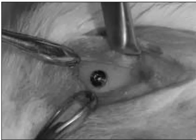 Fig. 1. A schematic description of the experimental site and  untreated  control  site  at  the  proximal  end  of  the tibia.