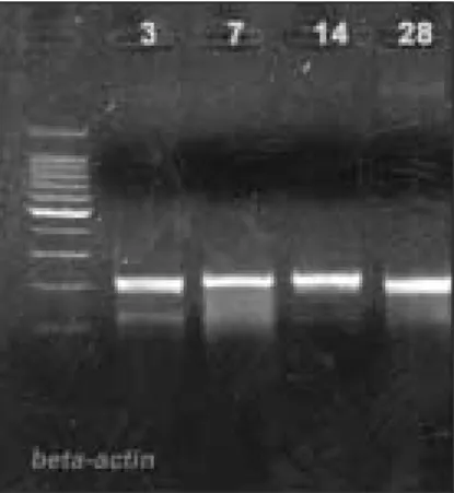 Fig. 4. Radiographic features of 3rd, 7th, 14th, 28th day after implantation.