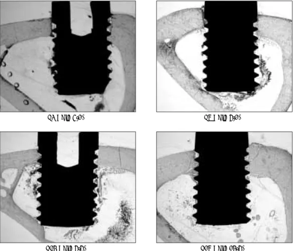 Fig. 5. Histomorphometric features