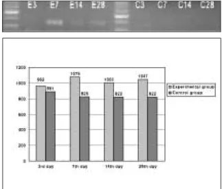 Fig. 7. Expression  of  IGF-I  at  3rd,  7th,  14th,  28th  day after implantation.