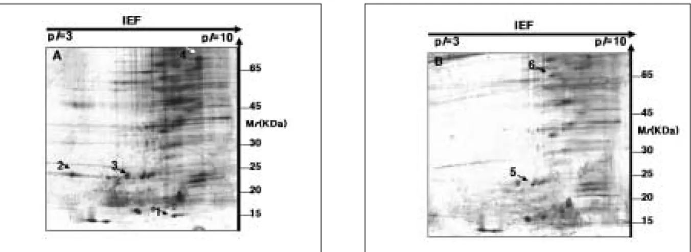Fig. 3. Silver-stained 2-DE analytical gels of proteins of derived from compared control and experiment of A A:: CONTROL B