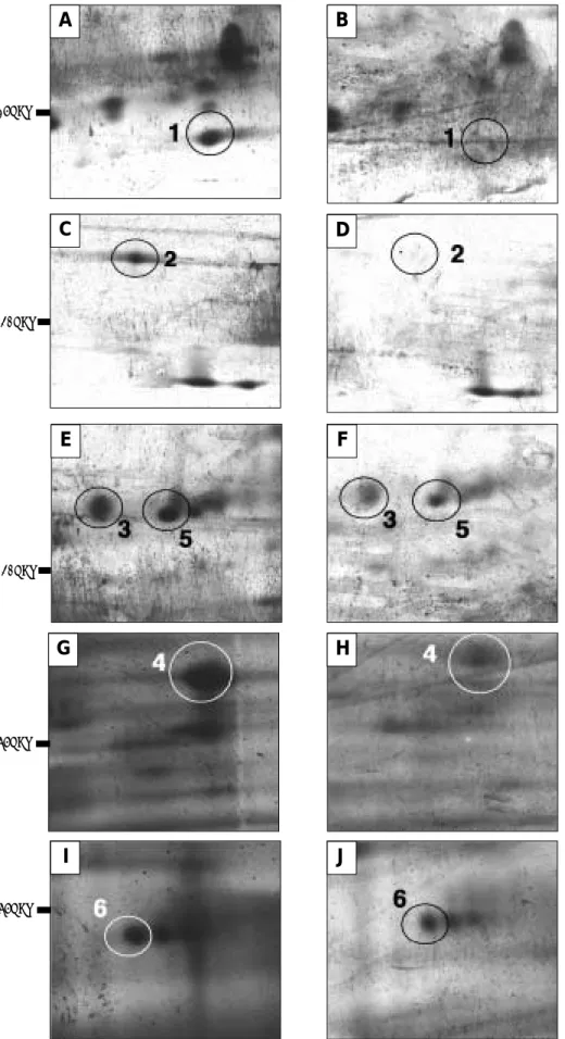 Fig. 4. Sections of 2-D separation of labeled proteins from control (A, C, E, G, and I) and stressed cells (B, D, F, H, and J)