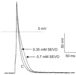 Fig.  1.    Effect  of  sevoflurane  (SEVO)  on  action  potential  duration  in  a  rat  ventricular  myocyte