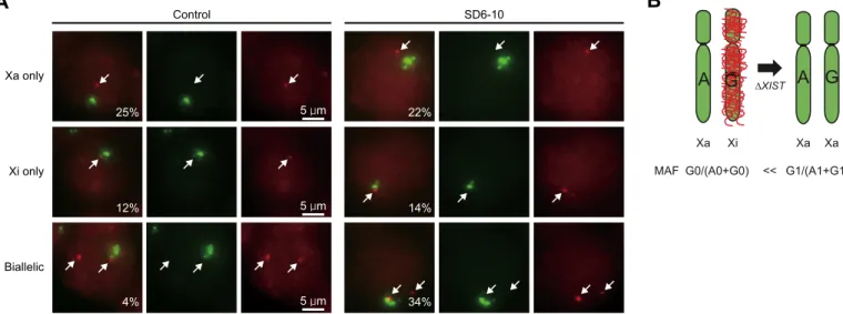 Figure 5. Allele-specific expression of X-linked genes. (A) Representative images of XIST (green) and nascent PIR transcripts (red) in WT and SD6-10