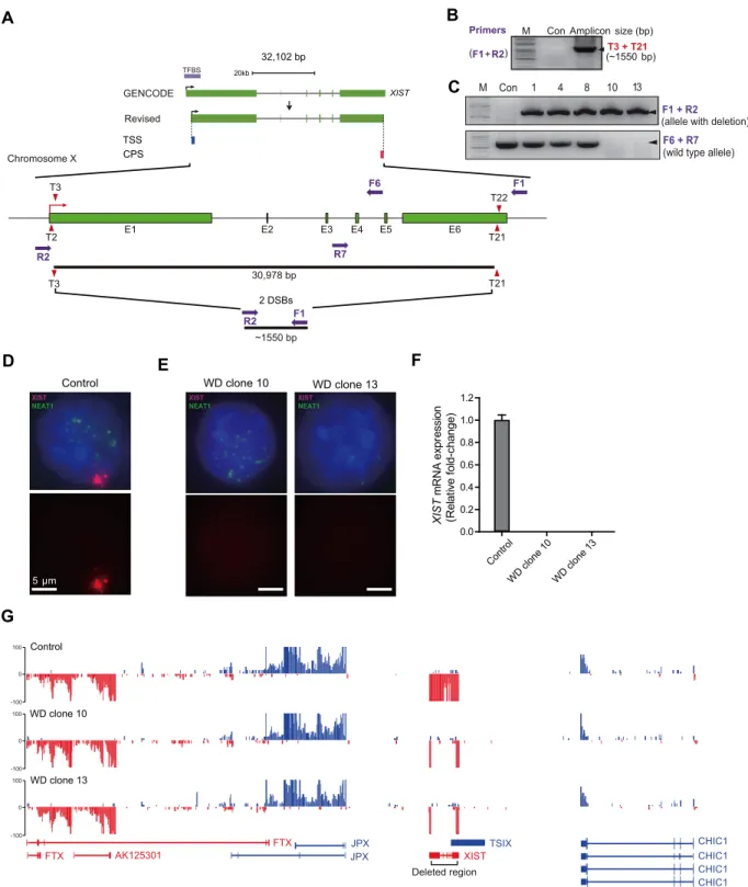 Figure 1. Paired Cas9 nuclease-mediated en bloc deletions of XIST. (A) Schematic depicting the human XIST gene structure and targeted deletion sites.