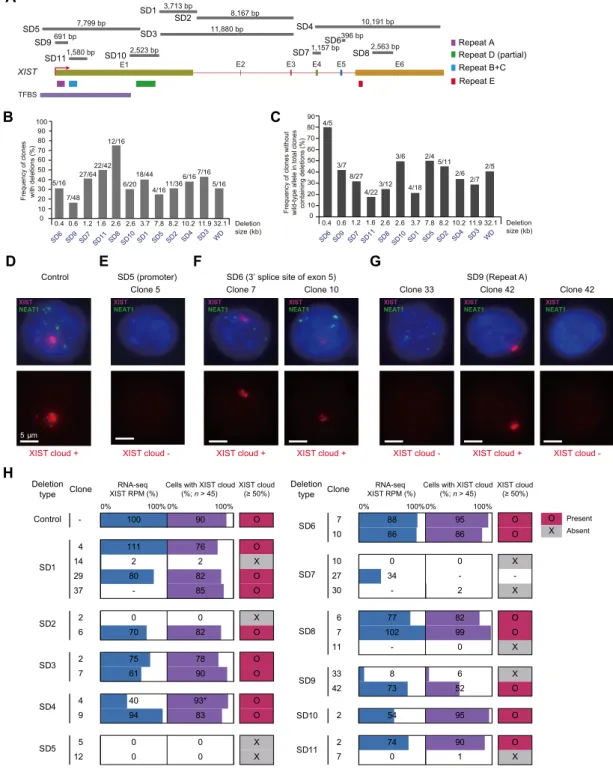 Figure 2. Cas9-induced segmental deletions of the XIST gene. (A) Schematic depicting the human XIST gene structure and targeted segmental deletion