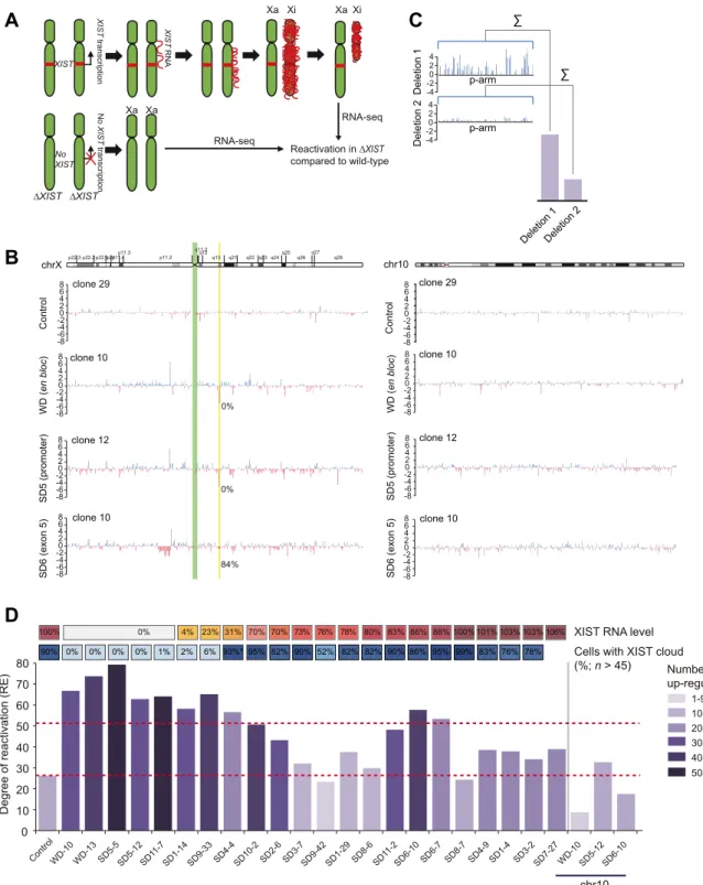 Figure 4. Reactivation of X-linked genes by XIST deletions. (A) Schematic flow of reactivation analyses with RNA-seqs from control and clones containing