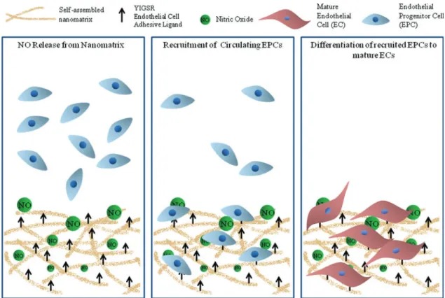 FIG. 1. The bioinspired multifunctional nanomatrix is composed of a YIGSR cell adhesive ligand, nitric oxide (NO) pro- pro-ducing donors and enzyme-mediated degradable sites