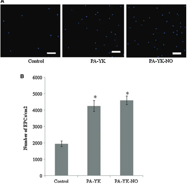 FIG. 2. Initial adhesion of EPCs. (A) 4¢,6-diamidino-2-phenylindole staining on Tissue culture plate (TCP), PA-YK, and PA- PA-YK-NO