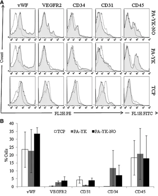 FIG. 4. (A) Flow cytometric analysis of endothelial markers on YK-NO,  PA-YK, and TCP on day 7