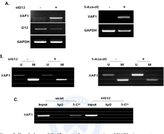 Figure 3. Knock down of Ga12 up-regulates expression of XAF1 via promoter  demethylation
