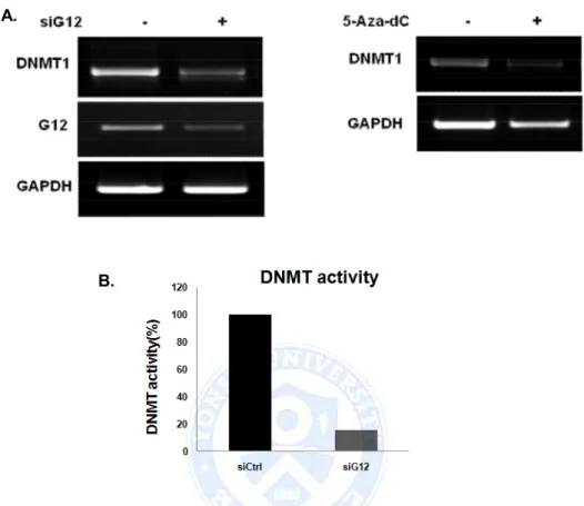 Figure  4.  Ga12  regulates  both  expression  and  activity  of  DNMT1.  (A) A549 cells were transfected with siGa12 RNA and exposed to 5-Aza-dC for 48h and  5days,  respectively