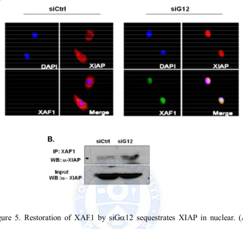 Figure  5.  Restoration  of  XAF1  by  siGa12  sequestrates XIAP  in  nuclear. (A)  A549  cells  were  transfected  with  siGa12  for  48h