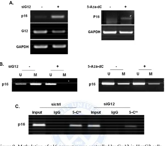 Figure 9. Methylation of p16 promoter was controlled by Ga12 in HepG2 cells.  (A) Effects of Ga12 and 5-Aza-dC on promoter methylation and expression of  p16 in HepG2 cells