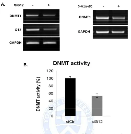 Figure  10.  DNMT1  mediates  epigenetic  modification by  Ga12  knock  down.  (A)  HepG2 cells  were  transfected  with  DNMT1  siRNA for  48h  or  treated  5-Aza-dC  for  5days