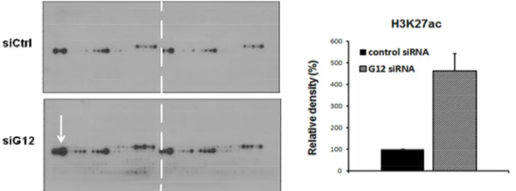 Figure  11. Regulation  of  histone  modification  by  Ga12. Protein  extracts were  prepared  from  cells  48  h  after  Ga12  siRNA  transfection on  the  Modified  Histone Peptide Array